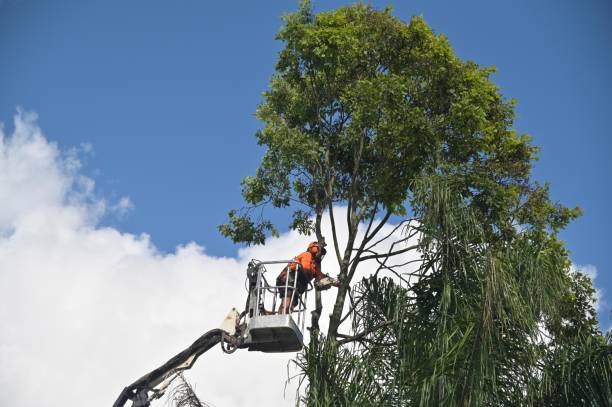 Best Tree and Shrub Care  in K I Sawyer, MI